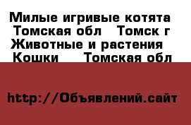 Милые игривые котята - Томская обл., Томск г. Животные и растения » Кошки   . Томская обл.